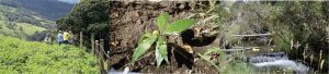 Diseño con tres fotografías de del sector de Santa Lucía donde se puede ver a personal de la empresa, las plantas sembradas y los aislamientos en la zona