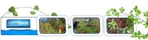 Diseño con tres imágenes de labores de aislamiento y siembra de plantas