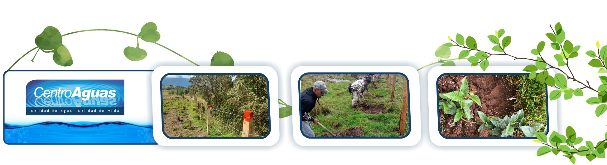 CENTROAGUAS continúa trabajando por la conservación de la cuenca hidrográfica del río Tuluá Diseño con tres imágenes de labores de aislamiento y siembra de plantas